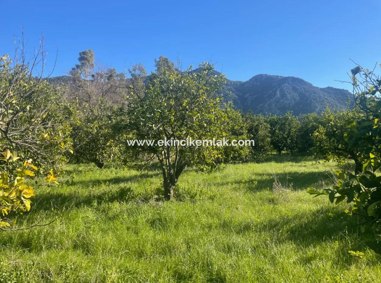 Dalyan Grundstück Zum Verkauf 5227M2 Grundstück Zum Verkauf