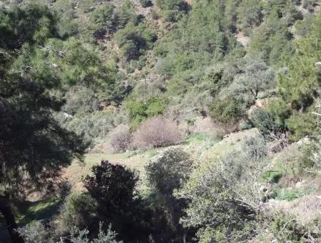 Landwirtschaftliche Grundstück Zum Verkauf Mit Meerblick Zum Verkauf In Gokbel