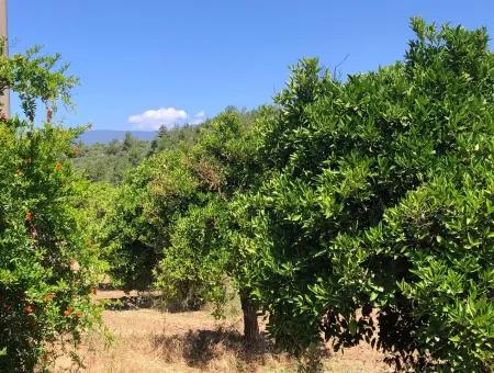 Garten Zum Verkauf In Gokce Akyaka, In Der Nähe Vom Meer, 38,000M2 Grundstück Zum Verkauf