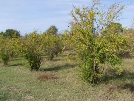 Güzelyurt Land Zu Verkaufen Dorf Gebaut 6670M2 Land Zum Verkauf