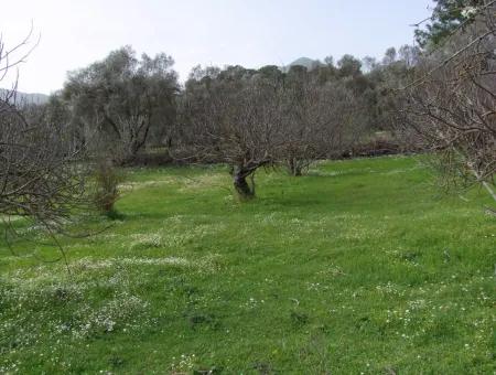 In Incirkoy Uzumlu Fethiye Grundstück Für Verkauf Bauernhof Zum Verkauf In Incirkoy