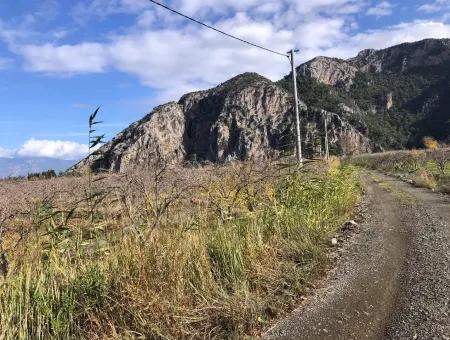 Grundstück Zu Verkaufen In Dalyan Istuzu Yollu Auf 24.000M2 Granatapfelgarten Zu Verkaufen