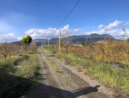 Grundstück Zu Verkaufen In Dalyan Istuzu Yollu Auf 24.000M2 Granatapfelgarten Zu Verkaufen