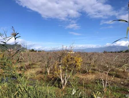 Grundstück Zu Verkaufen In Dalyan Istuzu Yollu Auf 24.000M2 Granatapfelgarten Zu Verkaufen