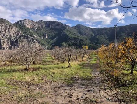 Grundstück Zu Verkaufen In Dalyan Istuzu Yollu Auf 24.000M2 Granatapfelgarten Zu Verkaufen