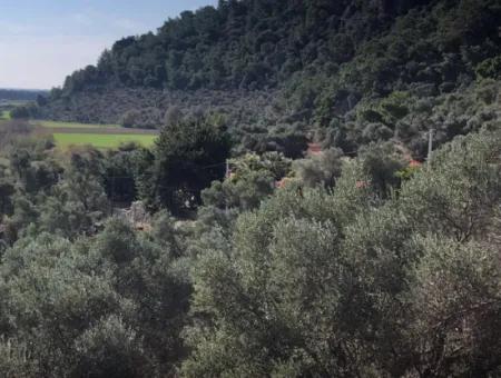 Grundstück Zum Verkauf Mit Meerblick Von Fevziye