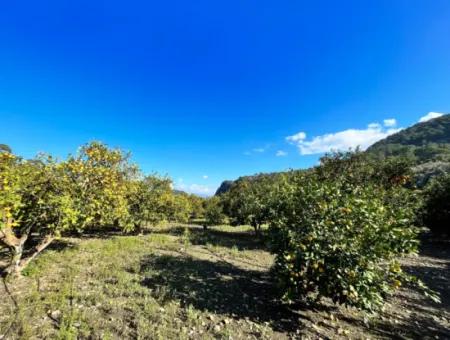 Einstöckiges Haus Zum Verkauf In 5000M2 Grundstück In Çandır