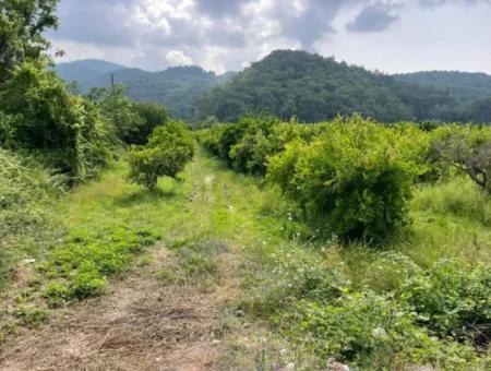 7800M2 Grundstück Zum Verkauf Am Anfang Der Strandstraße Iztuzu In Gökbel