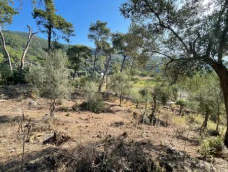 1.320M2 Feld Zum Verkauf Im Zentrum Von Çandır Am Wald