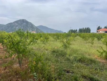 Feld Zu Verkaufen 6500M2 In Dalyan