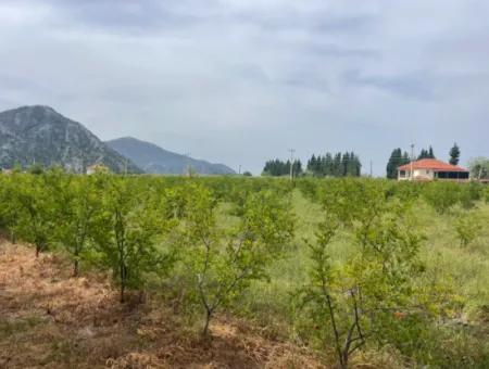 Feld Zu Verkaufen 6500M2 In Dalyan