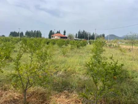 Feld Zu Verkaufen 6500M2 In Dalyan