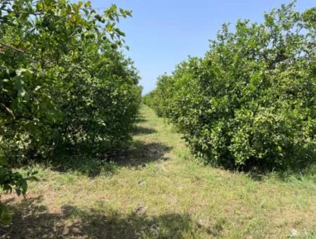 10.000M2 Grundstück Zum Verkauf Im Bebauten Gebiet Des Dorfes In Okçular