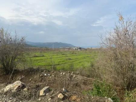 Single Title Deed 5617M2 Lemon Orchard For Sale In Tepearası