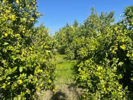 10,000M2 Lemon Garden For Sale In Karadons