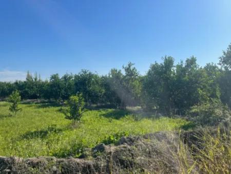 10,000M2 Lemon Garden For Sale In Karadons