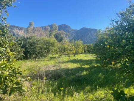 Dalyan Land For Sale 5227M2 Land For Sale