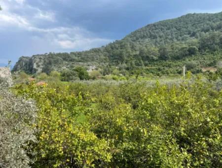 5000M2 Field For Sale At The Beginning Of The Road In Çandır