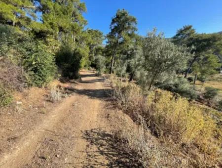 1,320M2 Field For Sale In Çandır Center By The Forest