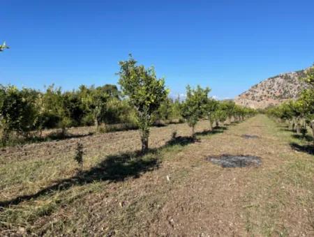 Land For Sale In Dalyan Close To The Center Of 6600M2