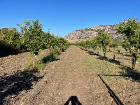 Land For Sale In Dalyan Close To The Center Of 6600M2