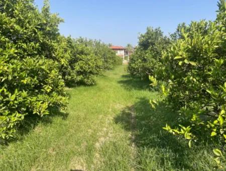 Land For Sale In Gulpinar, Dalyan 722M2