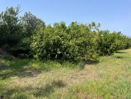 10.000M2 Land For Sale In The Village Built-Up Area In Okçular