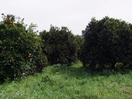 Gökçede Satılık Portakal Bahçesi 24,000M2 Denize Yakın Satılık Kelepir Satılık Bahçesi