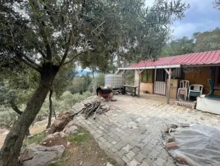 Ekincikde Deniz Manzaralı Zeytin Evi Satılıktır