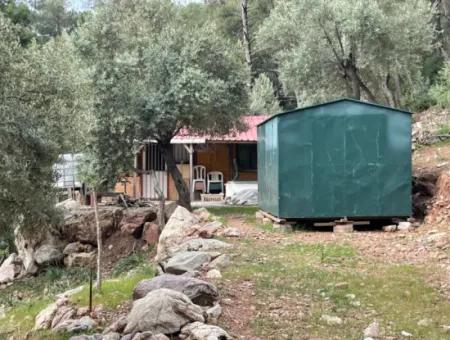 Ekincikde Deniz Manzaralı Zeytin Evi Satılıktır