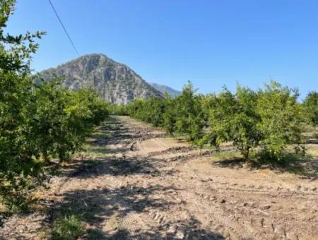 Dalyan Arıkbaşı Ve Gerendüzün'de 10,000M2 Satılık Nar Bahçesi