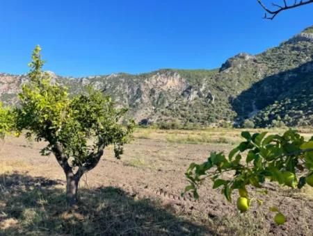 Dalyan'da Merkeze Yakın 6600M2 Satılık Tarla